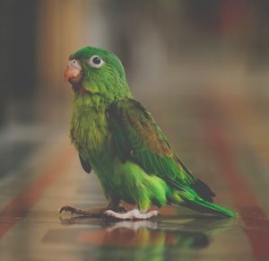 カタカナ英語で発音する理由と効果的な練習法！でも意外と通じるよ