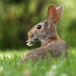 英語のリスニング力を上達させるための4つのコツ